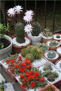 99704113-IMG_5288 kaktusi.jpg